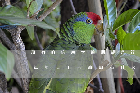 所有的信用卡逾期都會報(bào)警嗎(今年的信用卡逾期有什么處理)