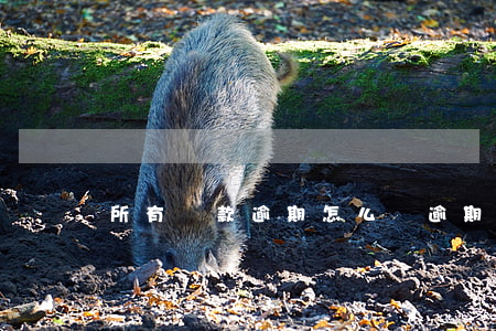 所有貸款逾期怎么辦(逾期貸款處理)