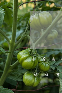 手写离婚协议书有涂改有效吗(离婚双方手写协议书有效吗)