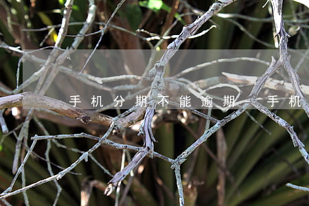 手机分期不能逾期-手机分期不能逾期