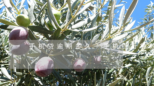手机贷逾期多久-手机银行贷款逾期一天