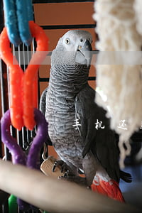 手机还款逾期什么意思(逾期贷款是什么意思)