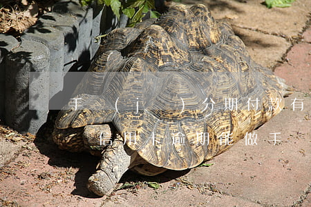 手機(jī)分期付款有過逾期 還可以分期嗎?（信用卡逾期能做手機(jī)分期付款嗎）