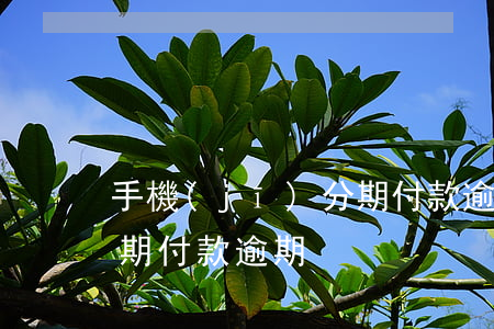 手機(jī)分期付款逾期(手機(jī)分期付款逾期)