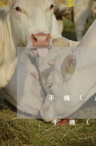 手機(jī)分期逾期凍結(jié)微信(手機(jī)分期逾期會(huì)凍結(jié)支付寶嗎)