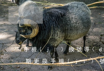 手機(jī)換號導(dǎo)致信用卡逾期(更換手機(jī)號導(dǎo)致逾期)