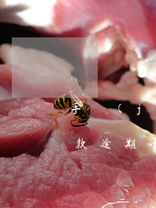 手機(jī)支付逾期短信(手機(jī)付款逾期了怎么辦)