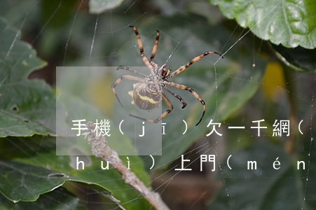 手機(jī)欠一千網(wǎng)貸會(huì)上門(mén)催收嗎(手機(jī)網(wǎng)貸會(huì)不會(huì)上門(mén)催收)