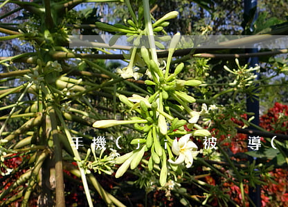 手機(jī)被盜導(dǎo)致花唄逾期