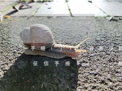 手機(jī)貸多少錢(qián)逾期上征信(手機(jī)網(wǎng)貸逾期上征信嗎)