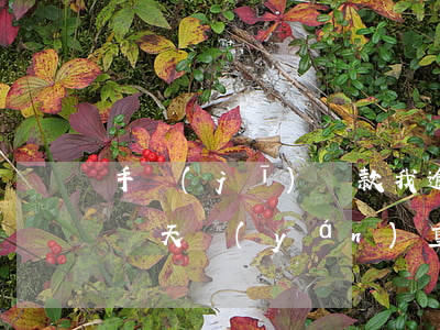 手機(jī)貸款我逾期了十天(貸款逾期十幾天嚴(yán)重嗎)