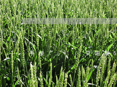 手機(jī)貸逾期50天芝麻