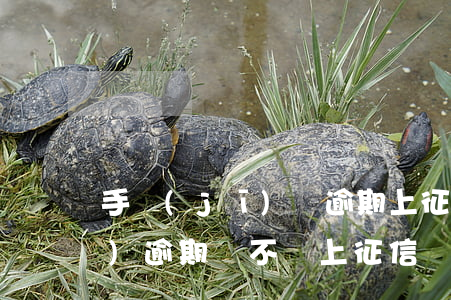 手機(jī)貸逾期上征信么-手機(jī)逾期會不會上征信