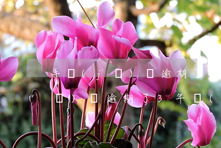 手機(jī)貸逾期了4天怎么辦(手機(jī)貸逾期了3年沒(méi)還怎么辦?終于有人給出了正確答案!)