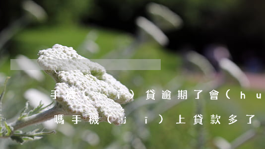 手機(jī)貸逾期了會(huì)上征信嗎(手機(jī)上貸款多了沒有逾期的會(huì)影響征信嗎)