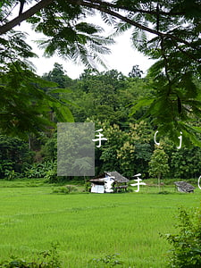 手機(jī)貸逾期什么后果嚴(yán)重(手機(jī)信貸逾期對(duì)今后貸款有沒有影響)