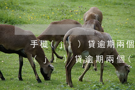 手機(jī)貸逾期兩個(gè)月-手機(jī)貸逾期兩個(gè)月怎么辦