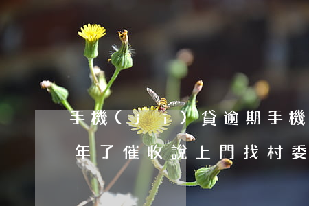 手機(jī)貸逾期，手機(jī)貸逾期3年了，催收說上門找村委會