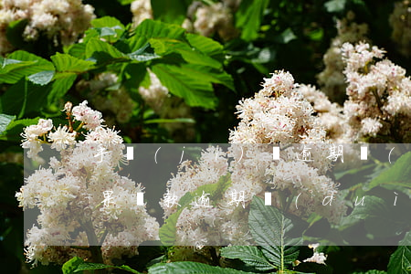 手機(jī)貸逾期會(huì)有什么后果(貸款逾期對(duì)手機(jī)號(hào)有什么影響)