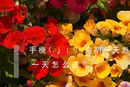 手機(jī)逾期一天怎么還款嗎(貸款逾期一天怎么還)