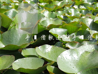 手機借款逾期(手機借款逾期多久會上征信)