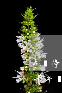 手機停機導(dǎo)致信用卡逾期(欠信用卡手機會被停機嗎)