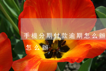手機分期付款逾期怎么辦(手機分期付款逾期怎么辦)