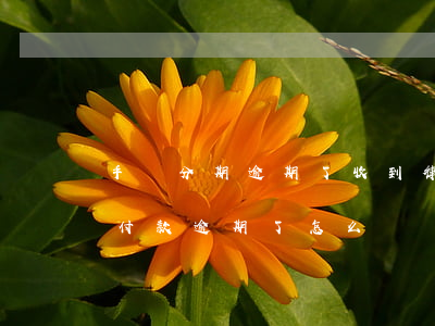 手機分期逾期了收到律師函怎么辦 手機分期付款逾期了怎么辦
