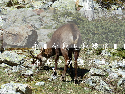 手機分期逾期短信訴訟書是真的嗎(手機分期逾期法院通知真的假的)