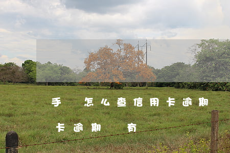 手機怎么查信用卡逾期沒有(手機怎么查信用卡逾期沒有)