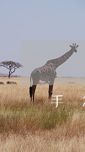 手機怎么查法院判決書(手機怎么查法院判決書開發(fā)商挖路)