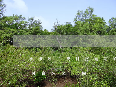 手機掉了支付寶逾期了申訴(手機貸逾期在支付寶怎么刪除)