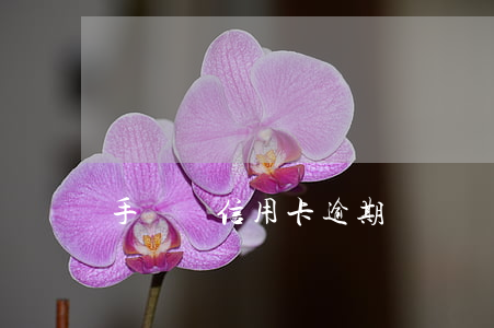 手機號信用卡逾期