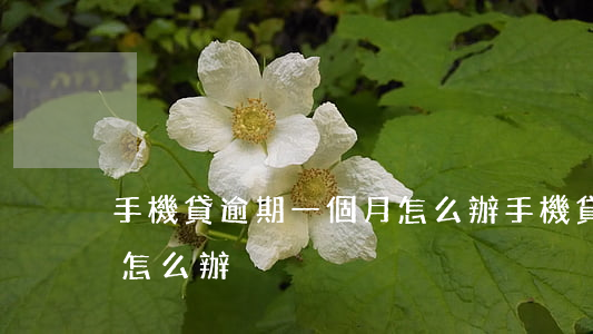 手機貸逾期一個月怎么辦(手機貸逾期一個月怎么辦)