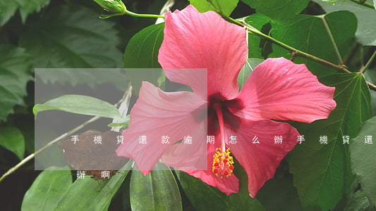 手機貸還款逾期怎么辦(手機貸還款逾期怎么辦啊)