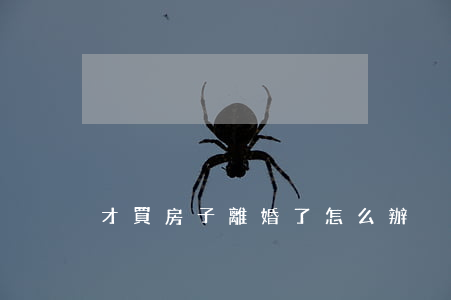才買房子離婚了怎么辦
