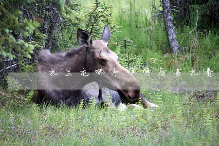 扎兰屯哪个律师厉害(扎赉特旗律师)