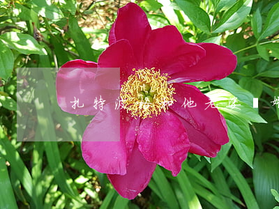 扎特波格和他老婆離婚了嗎