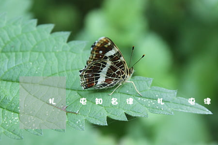 扎蘭屯知名律師(扎蘭屯律師事務(wù)所)