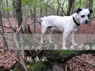 打95188投诉催收有用吗（95188逾期催收）