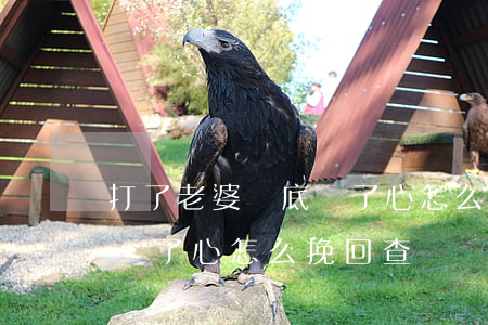 打了老婆徹底傷了心怎么挽回(打了老婆徹底傷了心怎么挽回查詢電話號(hào)碼多少)