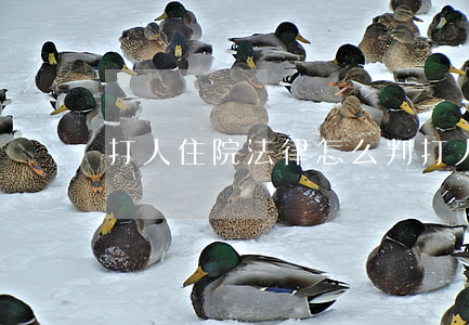 打人住院法律怎么判(打人住院费怎么赔偿)