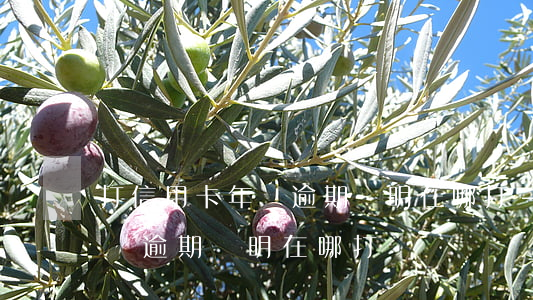 打信用卡年費逾期證明在哪打-打信用卡年費逾期證明在哪打