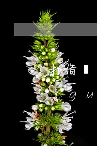 打借條應(yīng)該怎樣寫才正確(正規(guī)的打借條方式應(yīng)該怎么寫)