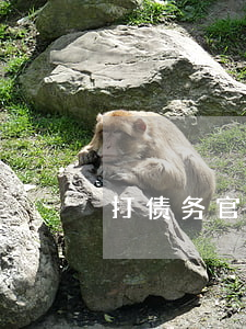 打债务官司律师费先付
