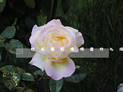 打关事和律师走什么成术