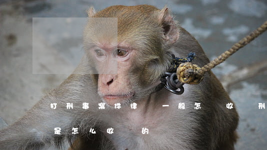 打刑事案件律師一般怎樣收費(刑事律師一般是怎么收費的)