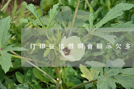 打印征信借唄會顯示欠多少錢嗎-