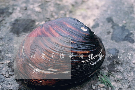 打官司值得请律师吗(打官司请什么样律师最好)