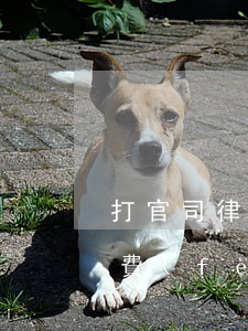 打官司律師費(fèi)怎么給(打官司律師費(fèi)怎么付)